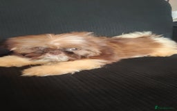 Shih Tzu dogs for sale: Half Imperial Shihtzu Pups (Karashishi Lines)  - Image 9