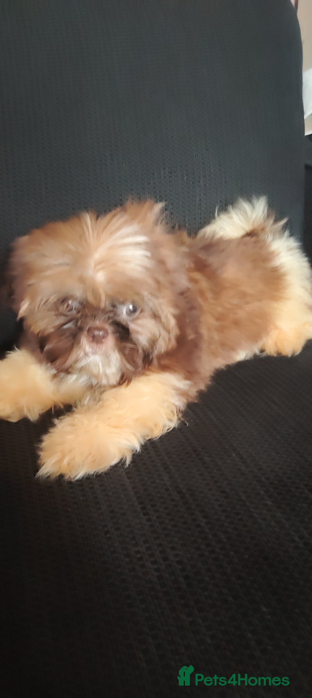 Shih Tzu dogs for sale: Half Imperial Shihtzu Pups (Karashishi Lines)  - Image 9