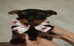 Yorkshire Terrier dogs for sale: 💝💝Beautiful miniature babies 💝💝 - Image 17