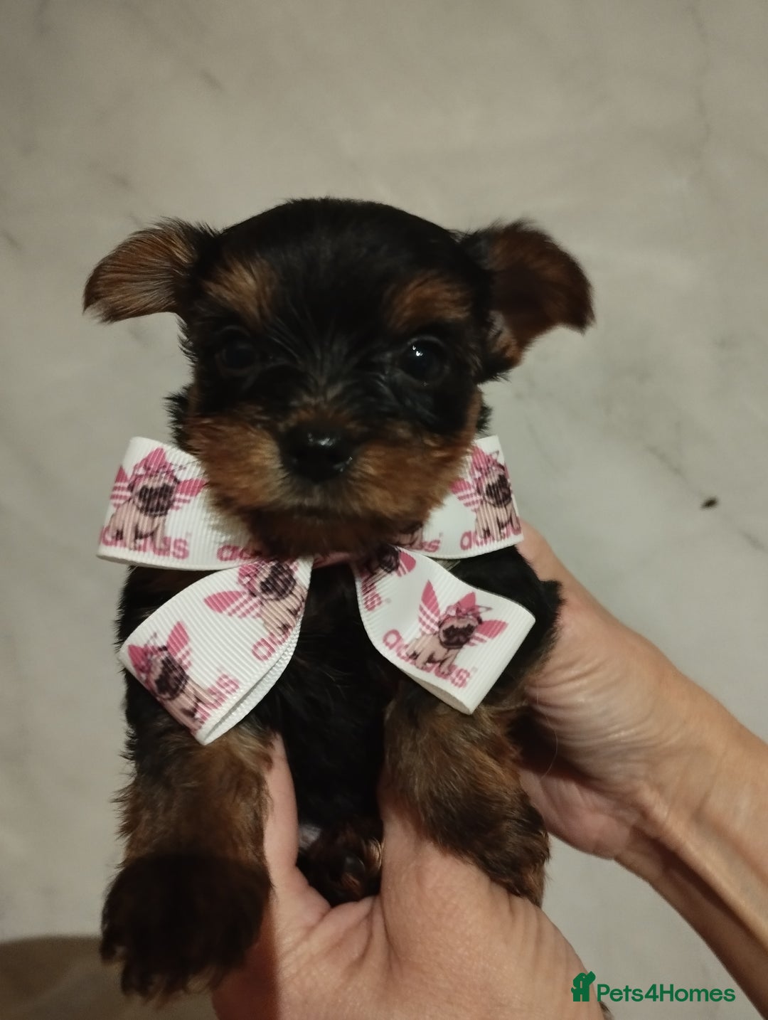 Yorkshire Terrier dogs for sale: 💝💝Beautiful miniature babies 💝💝 - Image 17
