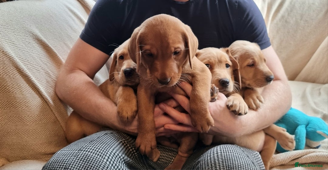 Labrador Retriever dogs for sale: Beautiful Yellow & Fox Red Labrador puppies. - Advert 10