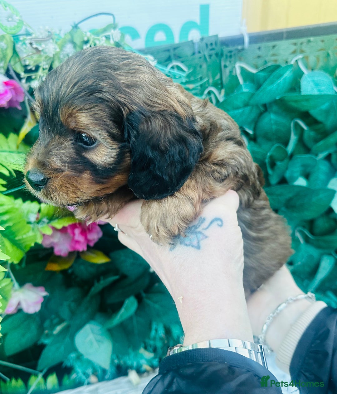 Mixed Breed dogs for sale: What beautiful puppies these are ❤️ - Advert 8