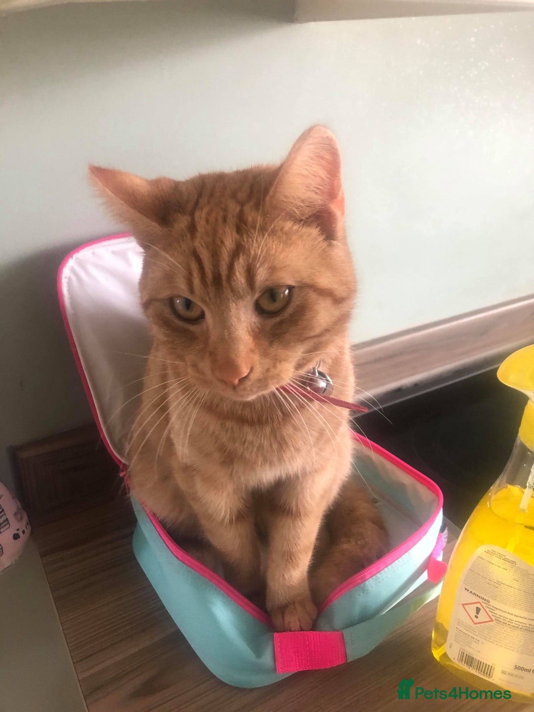 Mixed Breed cats for sale: Ginger Tom  - Advert 2