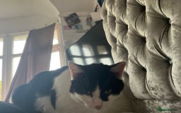 Ragdoll cats for sale: Half ragdoll cat 1 year 6 months  - Image 3