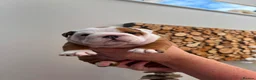 English Bulldog dogs for sale: Champion Sired KC Bulldog Puppies in Manchester - Advert 11