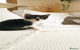 Mixed Breed cats for sale: Three black and white mixed breed kittens  - Image 1