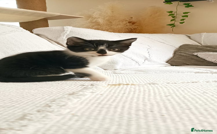 Mixed Breed cats - Advert 8