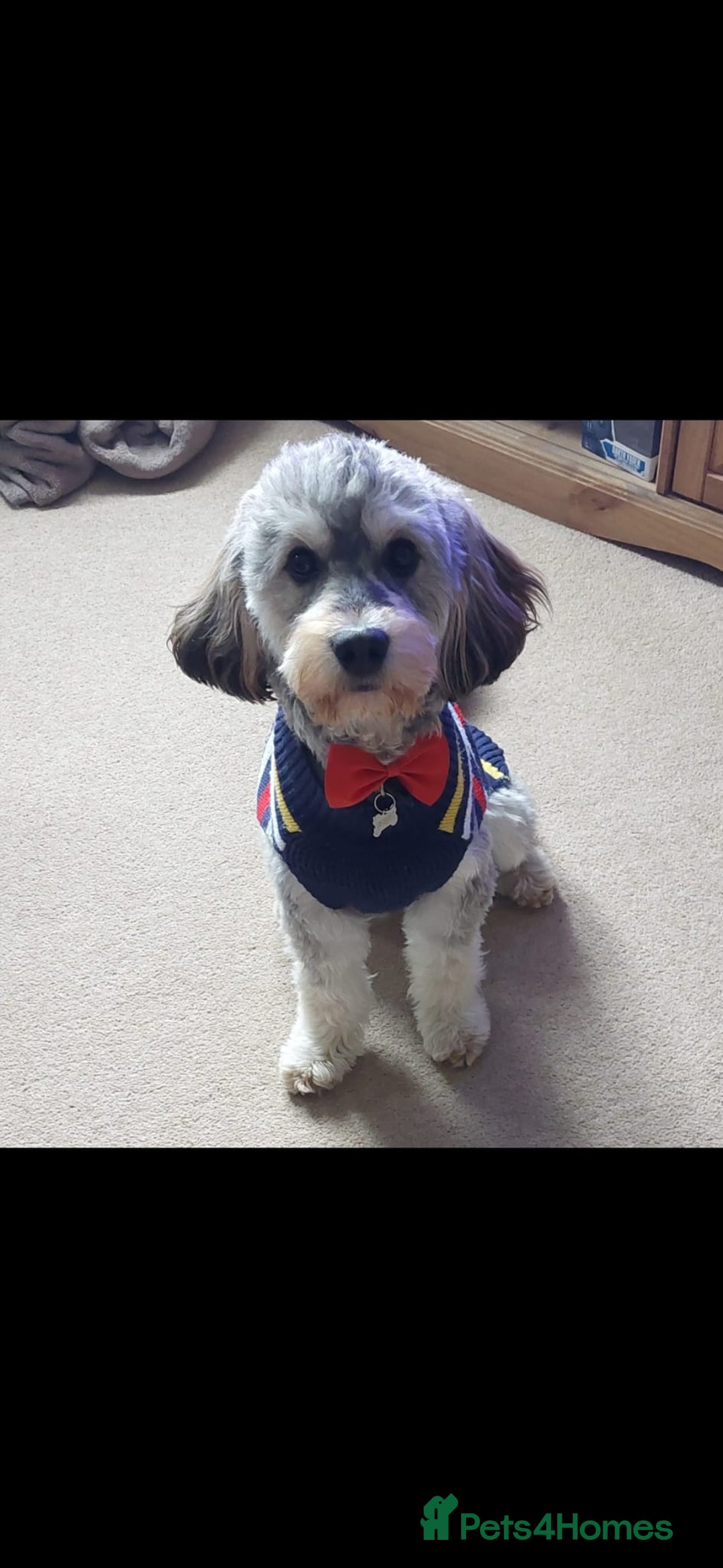 Cockapoo dogs for stud: Silver Phantom Parti Cockapoo for Stud - Image 4