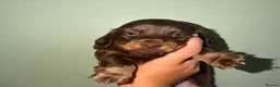 Miniature Dachshund dogs for sale: All pups sold ✨🤎 - Advert 20