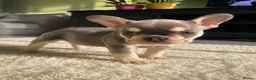 French Bulldog dogs for sale: Beautiful Litter of French Bulldog Puppies  in Birmingham - Advert 3