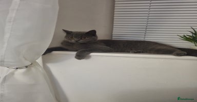 British Shorthair cats - Advert 16