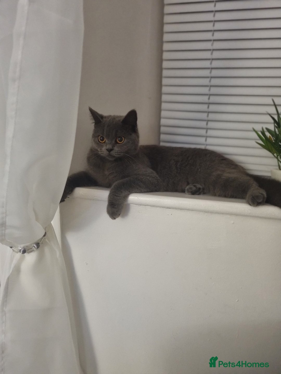 British Shorthair cats for sale: Full breed British short hair - Image 9