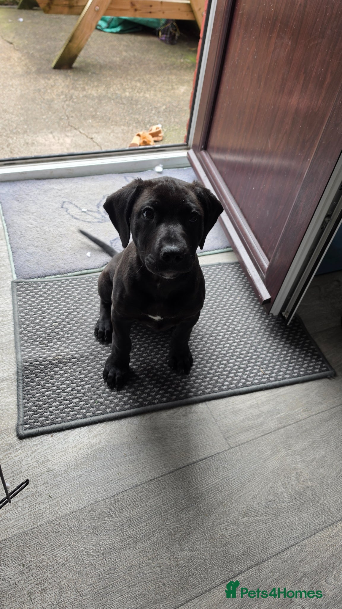 Mixed Breed dogs Puppies for sale - Advert 19