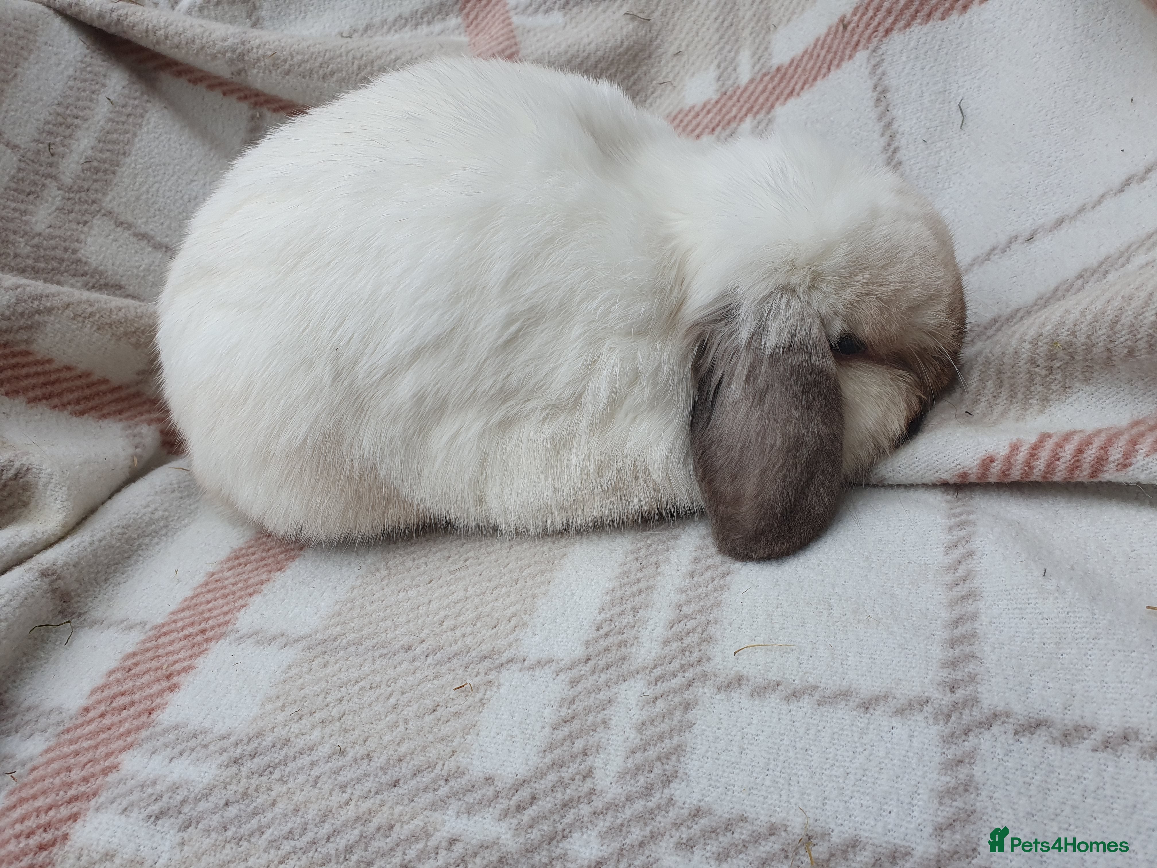 Mini Lop rabbits Spayed/neutered rabbits for adoption VAC rhd2 - Advert 10