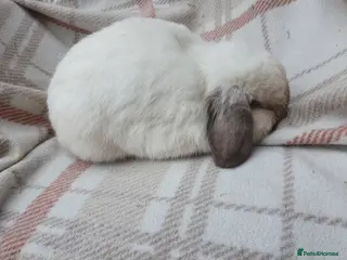 Mini Lop rabbits Spayed/neutered rabbits for adoption VAC rhd2 - Advert 10