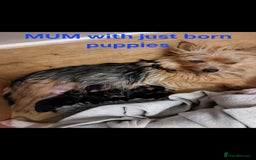 Yorkshire Terrier dogs for sale: YORKSHIRE TERRIER PUPPIES with OWN VET HEALTH CERT - Image 10