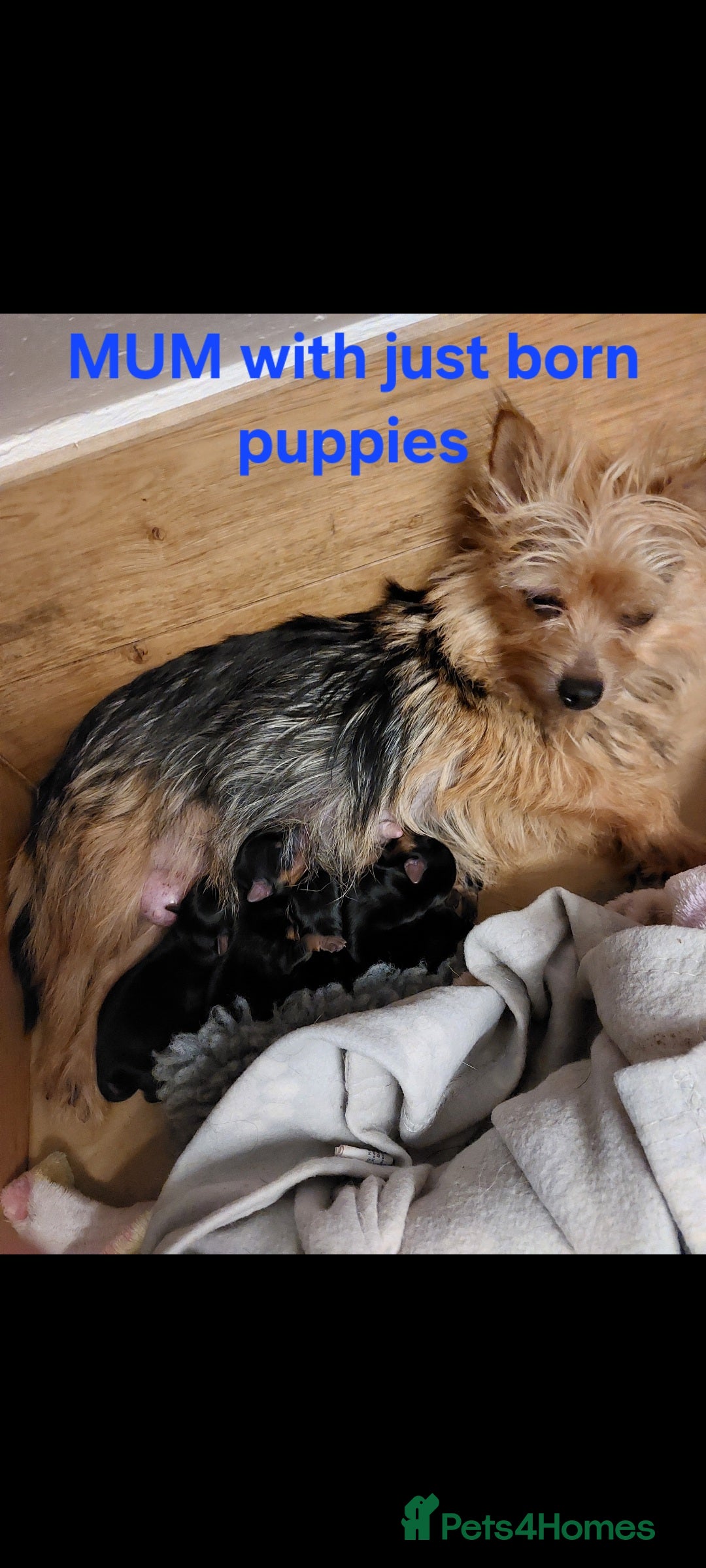 Yorkshire Terrier dogs for sale: YORKSHIRE TERRIER PUPPIES with OWN VET HEALTH CERT - Image 10