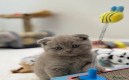 Scottish Fold cats for sale: Amazing Lilac Scottish Fold Kittens - Image 3