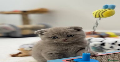 Scottish Fold cats - Advert 1