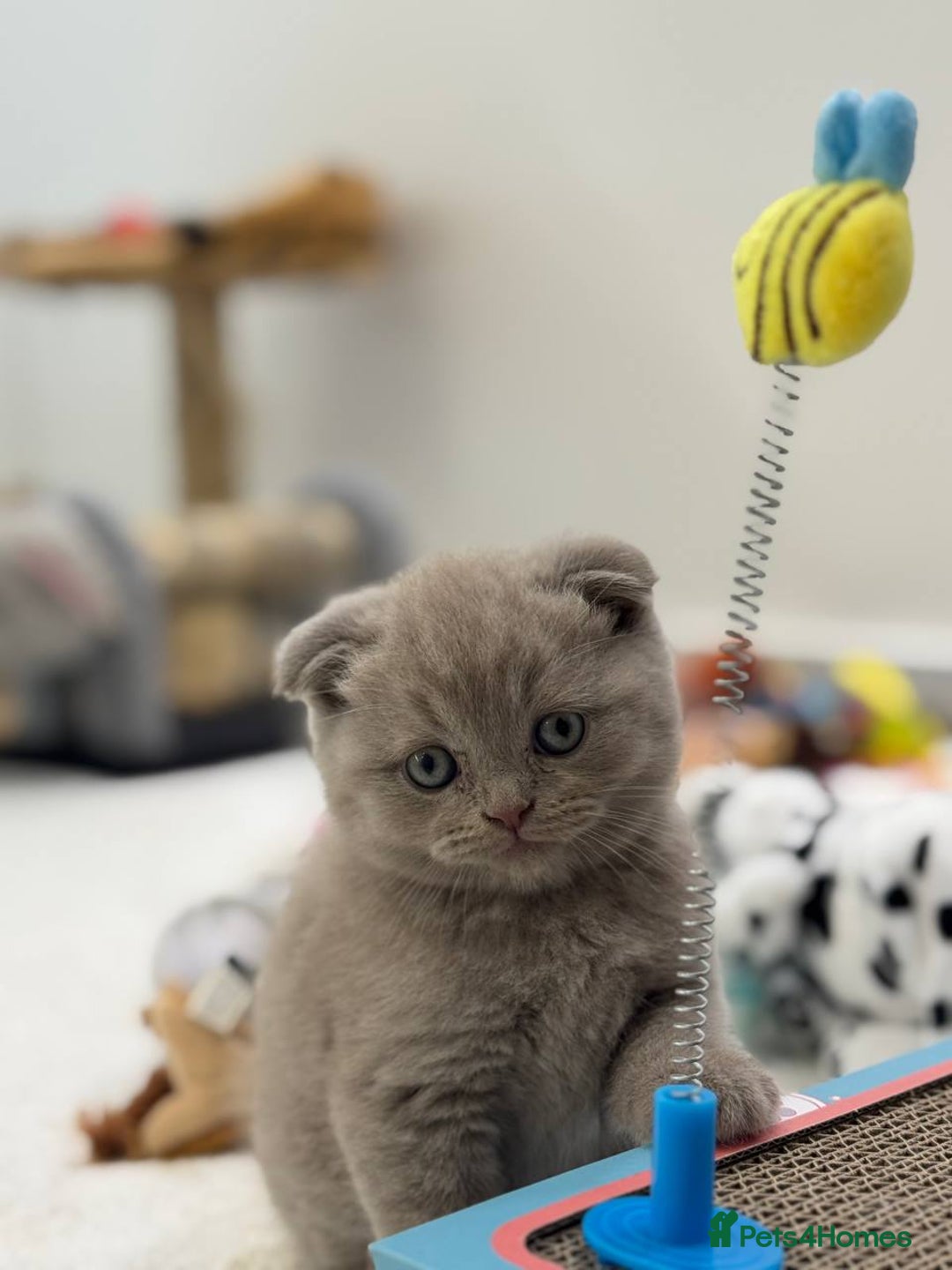 Scottish Fold cats for sale: Amazing Lilac Scottish Fold Kittens - Image 3