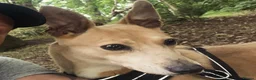 Greyhound dogs for sale: Woody | Greyhound  **  in Aberystwyth - Advert 3