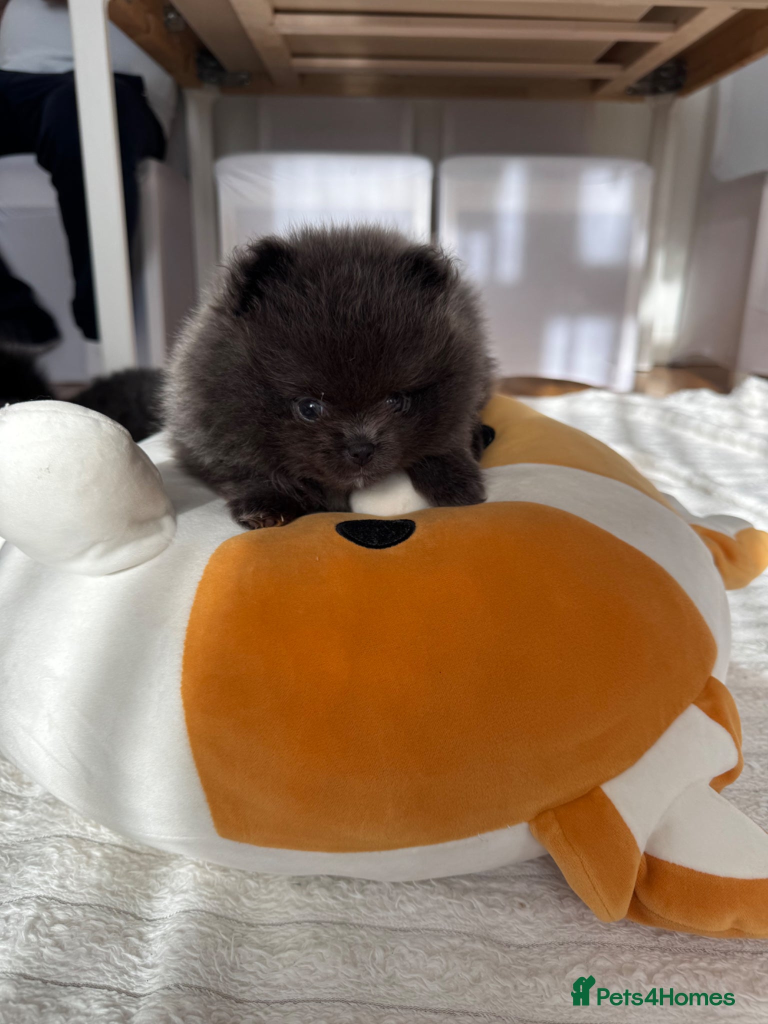 Pomeranian dogs 🧸🧸🧸Teddy Bear Pomeranian Puppies Rare Colours🐻 - Advert 2