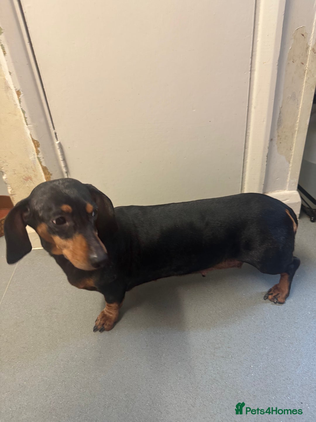 Dachshund dogs for sale: 5 beautiful dachshund 1 girl 4 boys - Advert 1