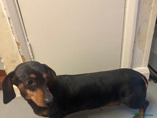 Dachshund dogs 5 beautiful dachshund 1 girl 4 boys - Advert 1