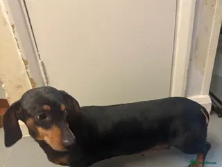 Dachshund dogs 5 beautiful dachshund 1 girl 4 boys - Advert 5