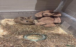 Mixed Breed rabbits for sale: Very friendly rabbit - Image 2