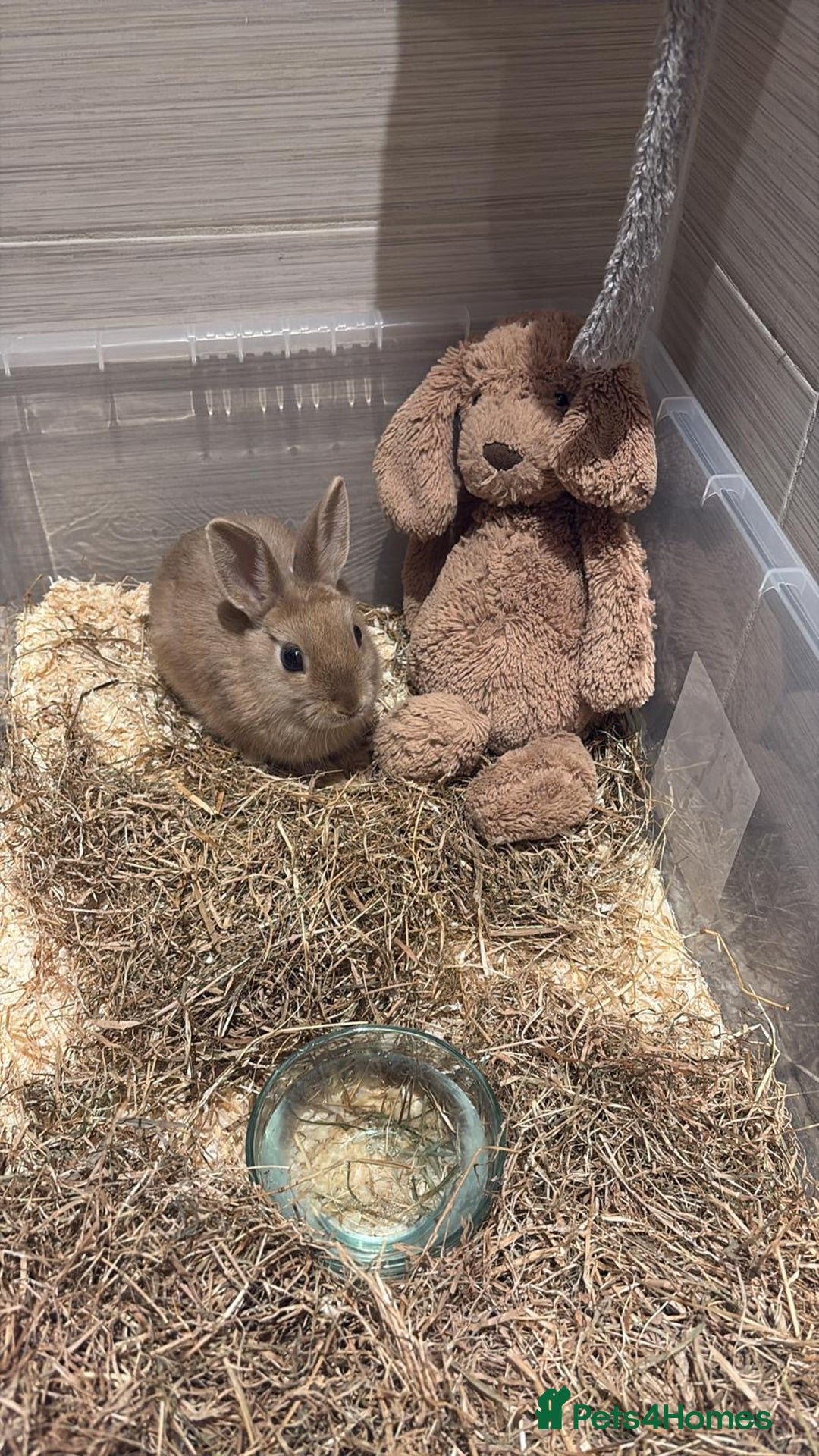 Mixed Breed rabbits for sale: Very friendly rabbit - Image 2