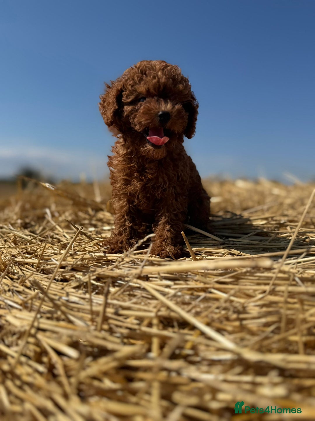 Toy Poodle dogs for sale: Toy Poodle Puppies–Asian Lines–Tiny Size - Image 16