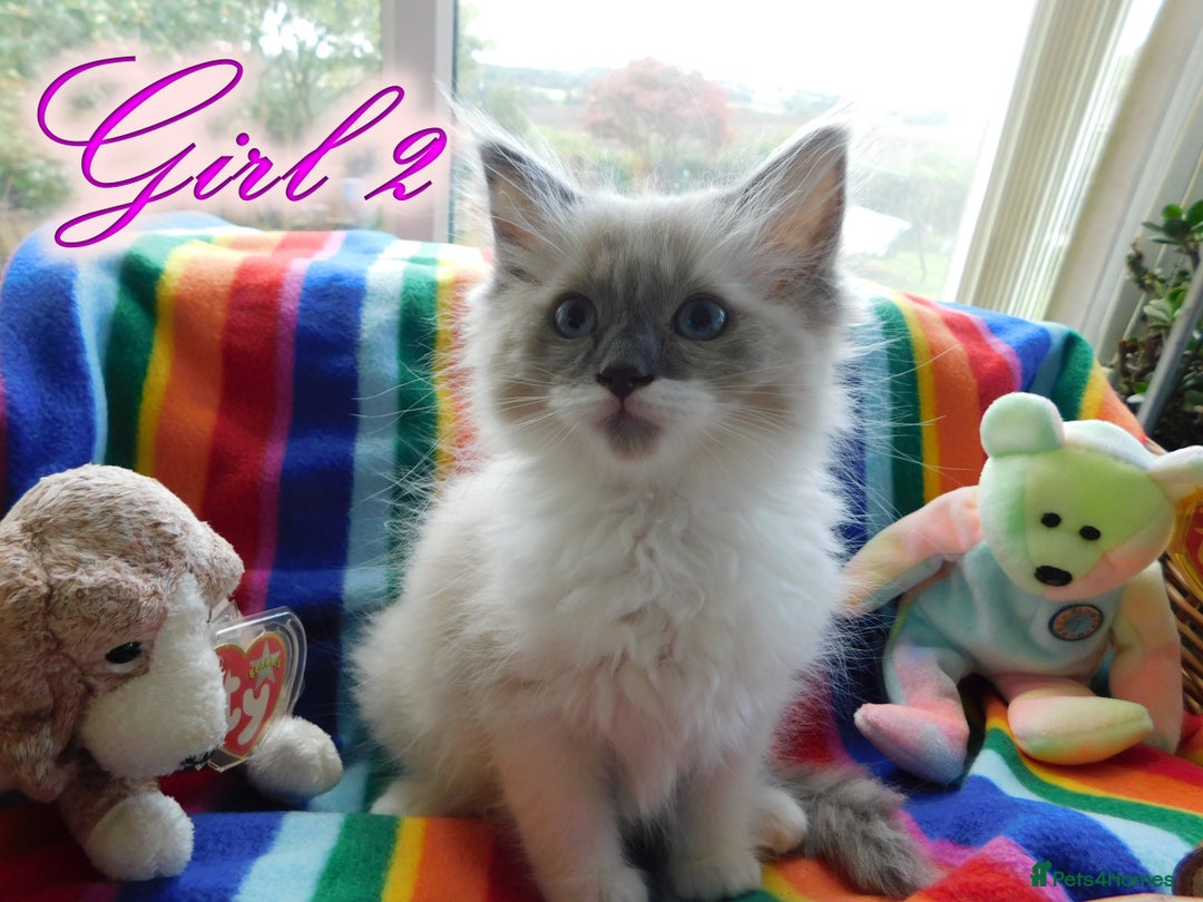 Ragdoll cats for sale: Stunning Ragdoll Kittens.... READY NOW - Image 12