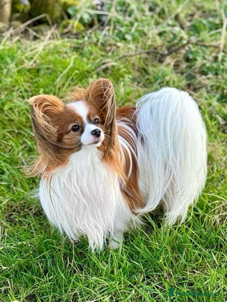 Papillon dogs KC registered shows quality stud. - Advert 3