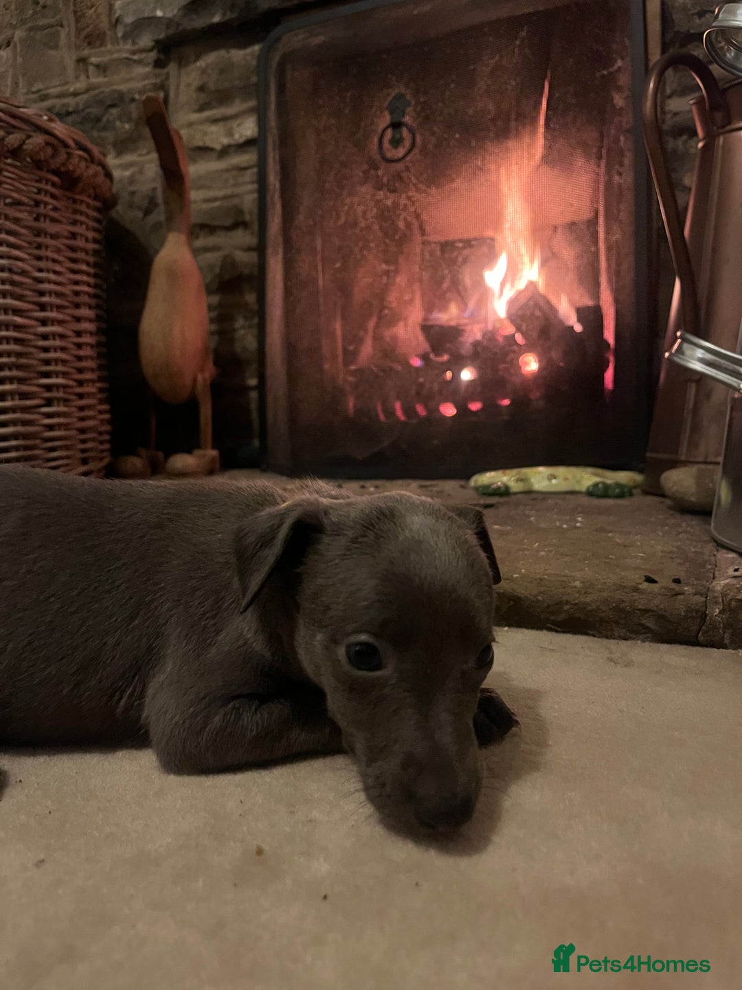 Whippet dogs for sale: Stunning Blue Whippet, white flecks  - Image 22