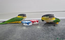 Parrots birds for sale: Hand reared Baby Black Headed Caiques  - Image 4