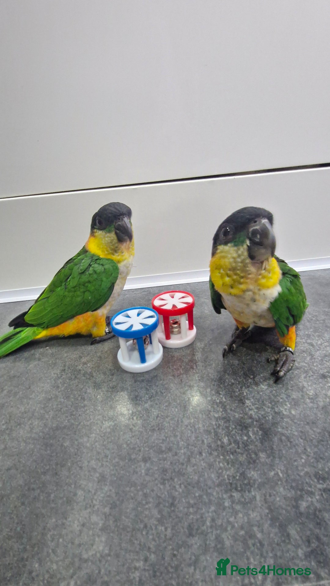 Parrots birds for sale: Hand reared Baby Black Headed Caiques  - Image 4