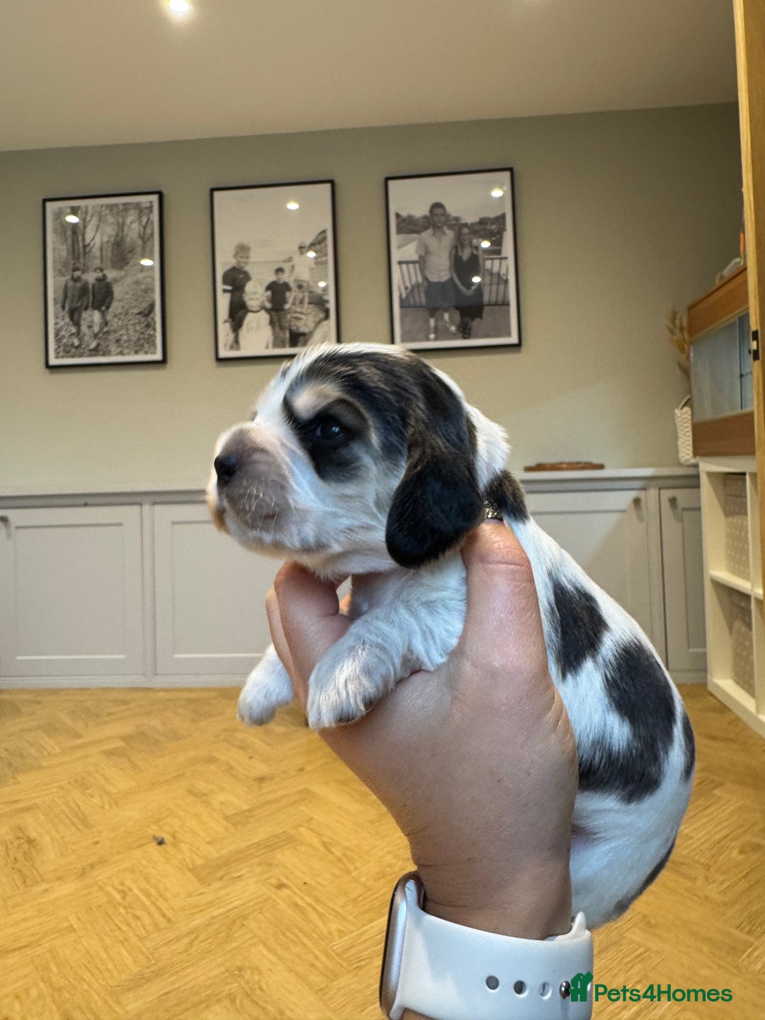 Cocker Spaniel dogs for sale: KC show cocker spaniel puppies  - Advert 6