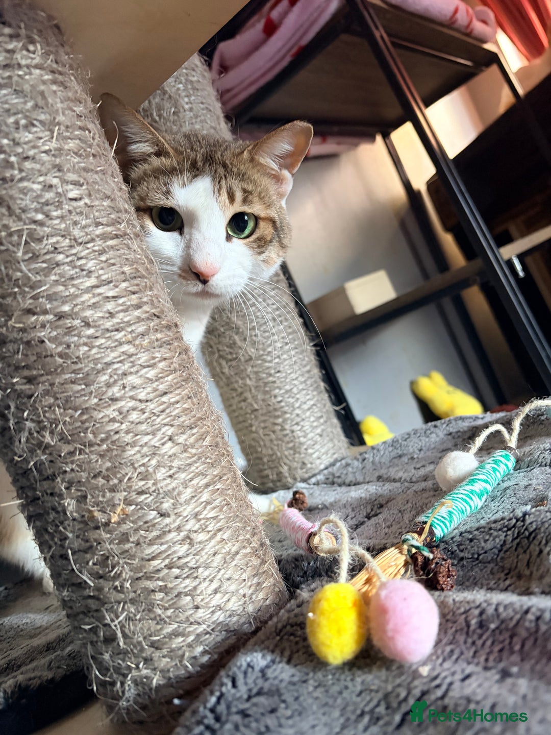 Arabian Mau cats for adoption: Nana banana  - Advert 1