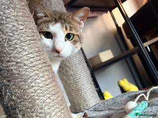 Arabian Mau cats Nana banana - Advert 17