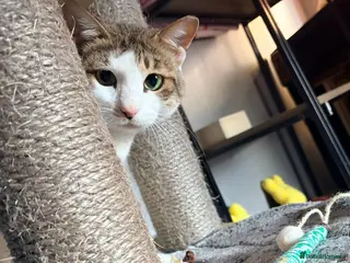 Arabian Mau cats Nana banana - Advert 2