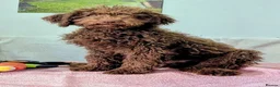 Spanish Water Dog dogs for sale: Spanish water dog - Advert 26