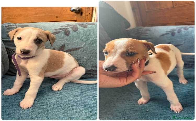 Whippet dogs 2 WHIPPET PUPPIES  left  - Advert 2