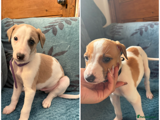 Whippet dogs 2 WHIPPET PUPPIES left - Advert 12