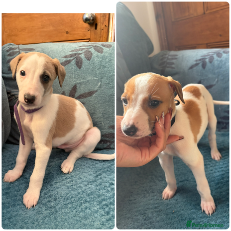 Whippet dogs 2 WHIPPET PUPPIES left - Advert 2