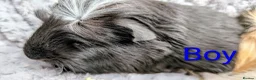 Guinea Pig rodents for sale: Beautiful Baby Guinea Pigs  - Advert 3