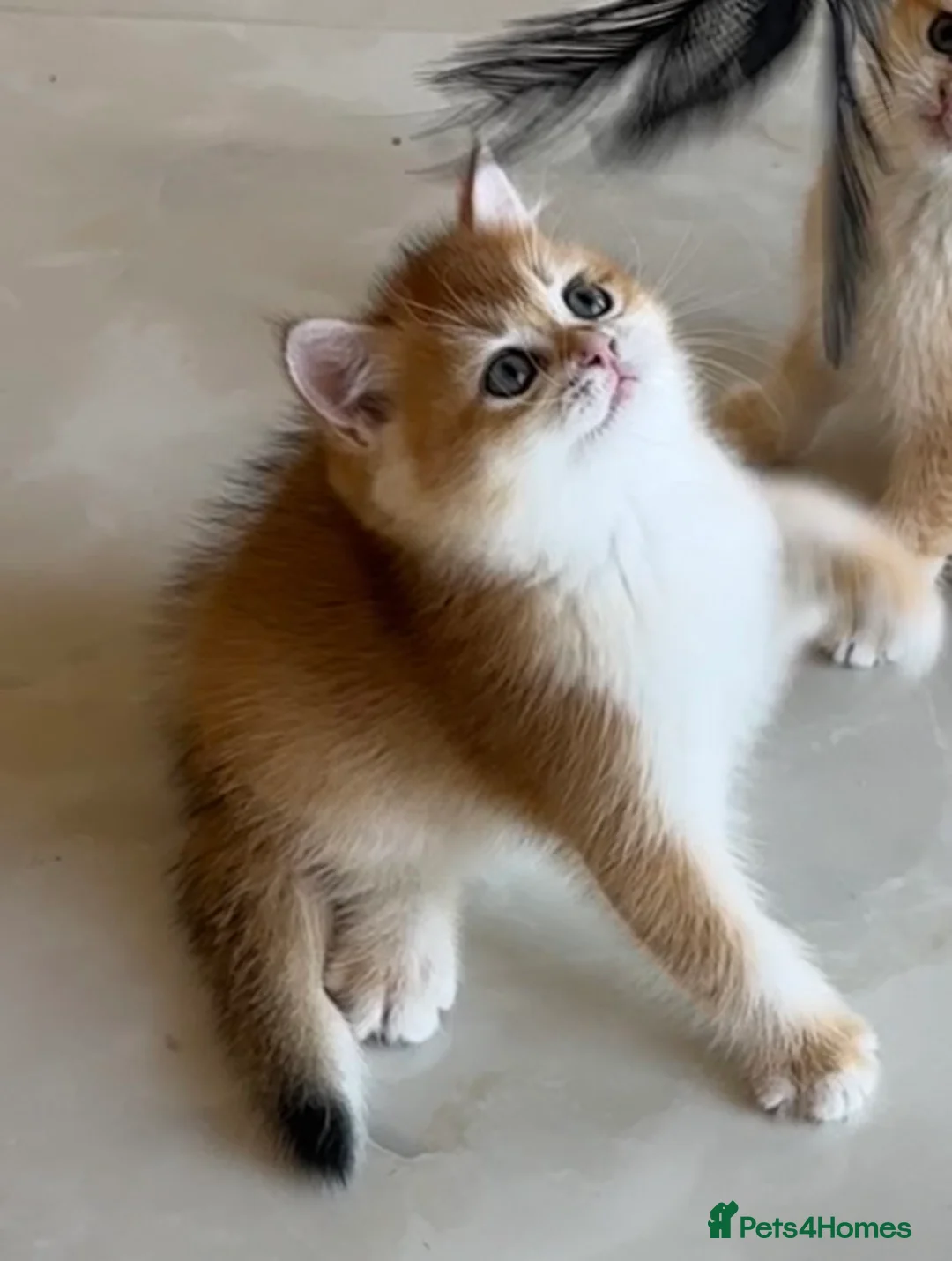 British Shorthair cats for sale: Golden shaded British Shorthair kittens Teddies  - Advert 2