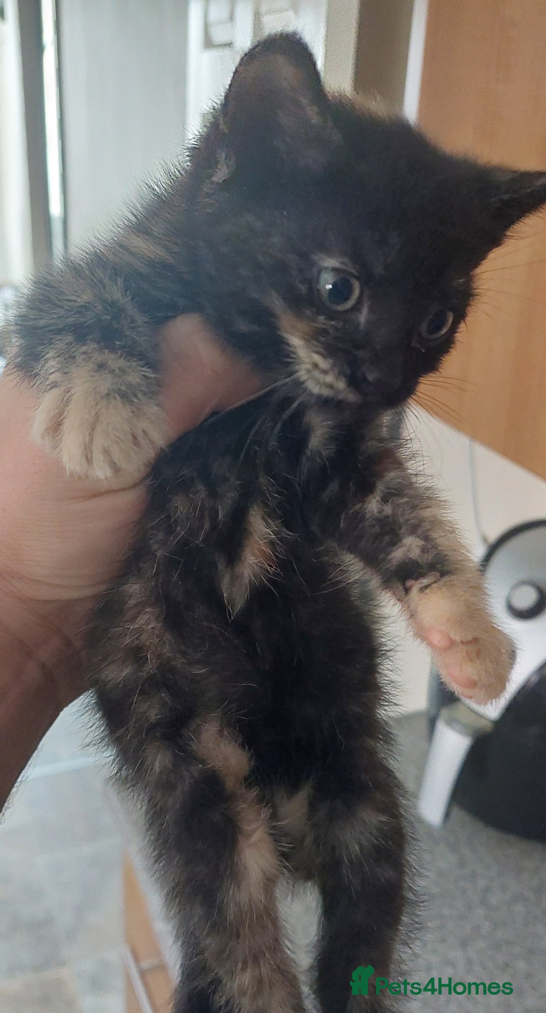 Mixed Breed cats for sale: Kittens ready to go now. - Image 5