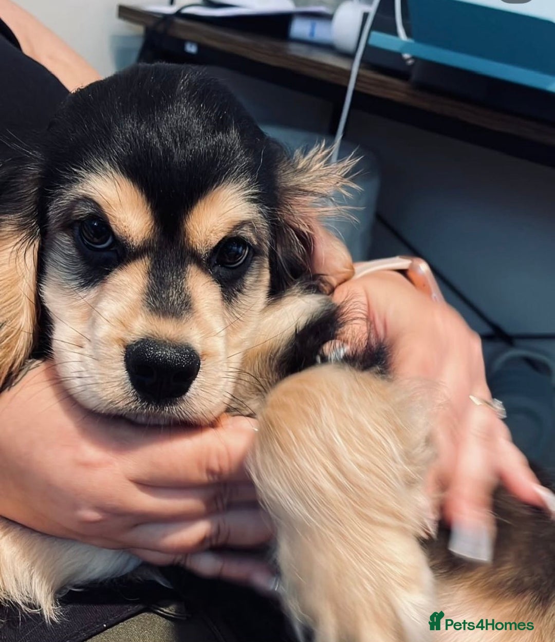 Cocker Spaniel dogs for sale: Gorgeously adorable Show Cocker Spaniels - Advert 30