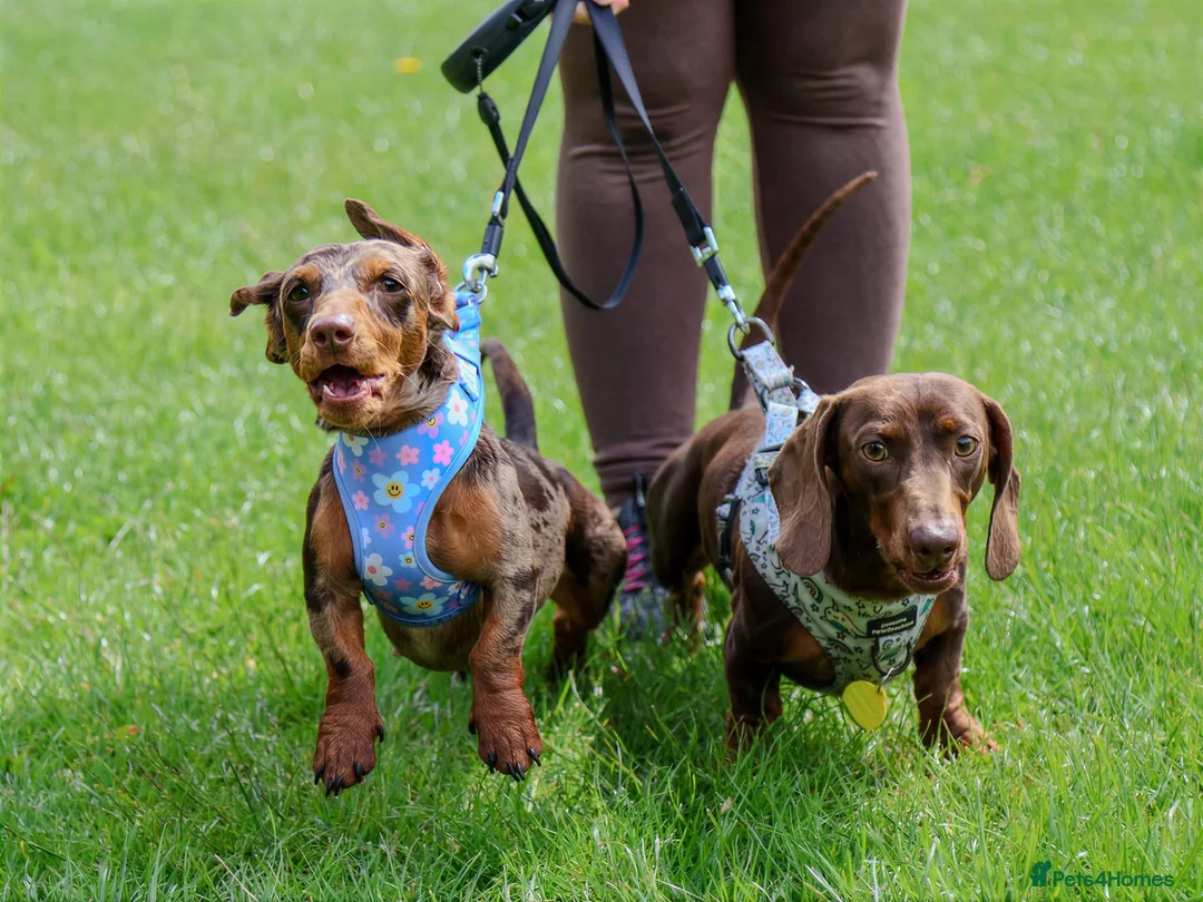 Miniature Dachshund dogs for stud: Proven Chocolate Dachshund Stud  - Advert 2